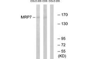 Western blot analysis of extracts from COLO/COS7 cells, using MRP7 Antibody.