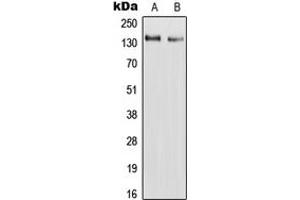 Western blot analysis of RAPH1 expression in HepG2 (A), H9C2 (B) whole cell lysates. (RAPH1 抗体  (Center))