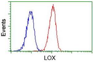 Image no. 1 for anti-Lysyl Oxidase (LOX) (AA 22-168) antibody (ABIN1491216) (LOX 抗体  (AA 22-168))