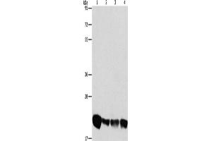 Western Blotting (WB) image for anti-Phosphatidylethanolamine Binding Protein 1 (PEBP1) antibody (ABIN2428603) (PEBP1 抗体)