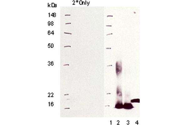 Metallothionein antibody