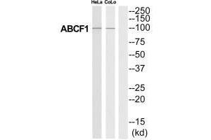 Western blot analysis of extracts from HeLa/COLO205 cells, using ABCF1 antibody.