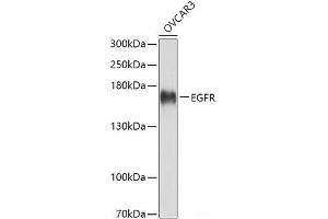 Western blot analysis of extracts of OVCAR3 cells using EGFR Polyclonal Antibody at dilution of 1:3000.