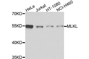 Western blot analysis of extracts of various cell lines, using MLKL antibody (ABIN5973252) at 1/1000 dilution. (MLKL 抗体)
