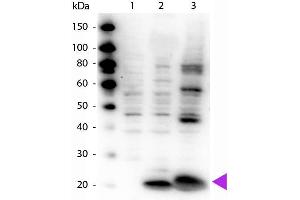 Western Blotting (WB) image for anti-Myosin, Light Chain 12A, Regulatory, Non-Sarcomeric (MYL12A) (N-Term) antibody (ABIN5596872)