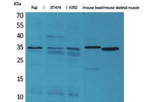 Western Blotting (WB) image for anti-Claudin 17 (CLDN17) (C-Term) antibody (ABIN3180987) (Claudin 17 抗体  (C-Term))