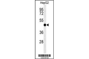 Western blot analysis of SGMS2 Antibody in HepG2 cell line lysates (35ug/lane) (Sphingomyelin Synthase 2 抗体  (C-Term))