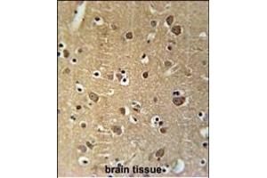 PRG2 Antibody (Center) (ABIN651919 and ABIN2840454) immunohistochemistry analysis in formalin fixed and paraffin embedded human brain tissue followed by peroxidase conjugation of the secondary antibody and DAB staining. (PRG2 抗体  (AA 316-344))