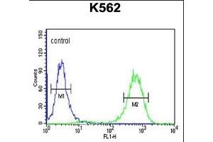 C Antibody (Center) (ABIN650957 and ABIN2840010) flow cytometric analysis of K562 cells (right histogram) compared to a negative control cell (left histogram). (CTC1 抗体  (AA 767-795))
