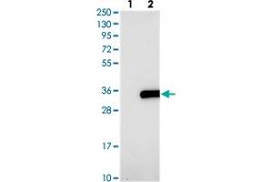 Western blot analysis of Lane 1: Negative control (vector only transfected HEK293T lysate), Lane 2: Over-expression Lysate (Co-expressed with a C-terminal myc-DDK tag (~3. (CXorf56 抗体)