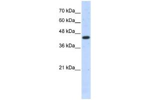 Western Blotting (WB) image for anti-Actin, beta (ACTB) (Middle Region) antibody (ABIN2778644)
