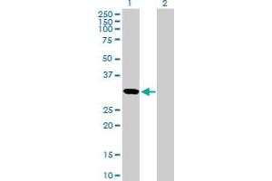 Western Blot analysis of CDCA5 expression in transfected 293T cell line by CDCA5 MaxPab polyclonal antibody. (CDCA5 抗体  (AA 1-252))
