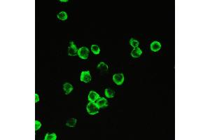 Immunohistochemistry (IHC) image for anti-Peptidylprolyl Isomerase A (Cyclophilin A) (PPIA) (AA 116-165) antibody (ABIN5518864)