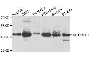 Western blot analysis of extracts of various cells, using MTERFD1 antibody. (MTERFD1 抗体)