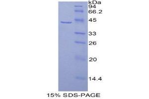 SDS-PAGE (SDS) image for Histone Cluster 1, H2ag (HIST1H2AG) (AA 1-130) protein (His tag,GST tag) (ABIN2122981) (HIST1H2AG Protein (AA 1-130) (His tag,GST tag))