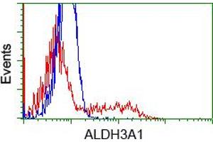 Image no. 1 for anti-Aldehyde Dehydrogenase 3 Family, Member A1 (ALDH3A1) antibody (ABIN1496591) (ALDH3A1 抗体)