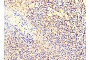 Immunohistochemistry of paraffin-embedded human tonsil tissue using ABIN7150223 at dilution of 1:100 (POLB 抗体  (AA 1-300))