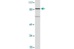 Western blot analysis of COLO 205 cell lysate with OR10R2 polyclonal antibody . (OR10R2 抗体)