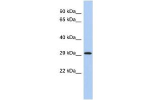 WB Suggested Anti-YWHAE Antibody Titration:  0. (YWHAE 抗体  (Middle Region))
