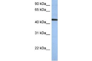 WB Suggested Anti-ZNF766 Antibody Titration:  0. (ZNF766 抗体  (N-Term))
