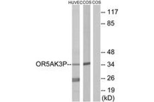 Western blot analysis of extracts from HuvEc/COS7 cells, using OR5AK3P Antibody. (OR5AK3P 抗体  (AA 241-290))