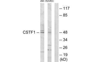 Western Blotting (WB) image for anti-Cleavage Stimulation Factor, 3' Pre-RNA, Subunit 1, 50kDa (CSTF1) (N-Term) antibody (ABIN7184438)