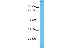 Host:  Mouse  Target Name:  DLX5  Sample Tissue:  Mouse Skeletal Muscle  Antibody Dilution:  1ug/ml (DLX5 抗体  (Middle Region))