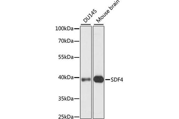 SDF4 anticorps  (AA 37-200)