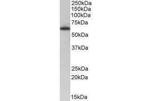 Western Blotting (WB) image for anti-TH1-Like (TH1L) (Internal Region) antibody (ABIN2464769) (TH1-Like 抗体  (Internal Region))