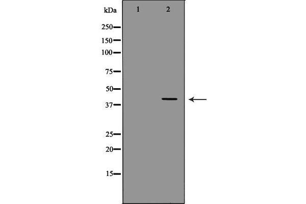 D Amino Acid Oxidase 抗体  (C-Term)