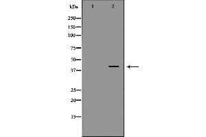 Western blot analysis of MCF7 cell lysate, using DAO Antibody. (D Amino Acid Oxidase 抗体  (C-Term))