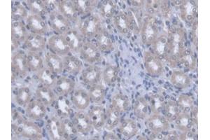 IHC-P analysis of Rat Kidney Tissue, with DAB staining. (OPA3 抗体  (AA 1-200))