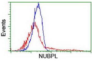 HEK293T cells transfected with either RC204385 overexpress plasmid (Red) or empty vector control plasmid (Blue) were immunostained by anti-NUBPL antibody (ABIN2455166), and then analyzed by flow cytometry. (NUBPL 抗体  (AA 1-250))