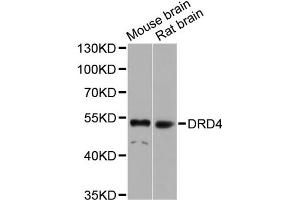 Western blot analysis of extracts of various cell lines, using DRD4 antibody (ABIN4903513) at 1:1000 dilution. (DRD4 抗体)