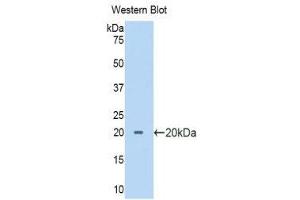 Western Blotting (WB) image for anti-Pancreas Specific Transcription Factor, 1a (PTF1A) (AA 177-328) antibody (ABIN3204964) (PTF1A 抗体  (AA 177-328))
