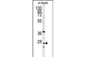 INMT Antibody (Center) (ABIN651667 and ABIN2840351) western blot analysis in mouse heart tissue lysates (35 μg/lane). (INMT 抗体  (AA 101-128))