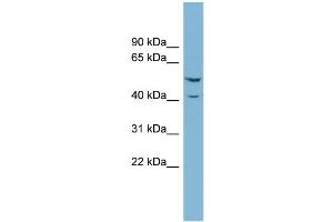 WB Suggested Anti-ERF Antibody Titration:  0. (ERF 抗体  (N-Term))