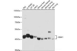 Western blot analysis of extracts of various cell lines using RNH1 Polyclonal Antibody at dilution of 1:1000. (RNH1 抗体)