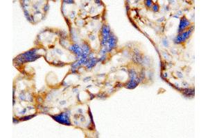 Anti-human EPO antibody, IHC(P) IHC(P): Human Placenta Tissue (EPO 抗体  (AA 1-166))
