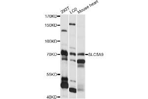 Western blot analysis of extracts of various cell lines, using SLC5A9 antibody (ABIN6292281) at 1:1000 dilution. (SLC5A9 抗体)
