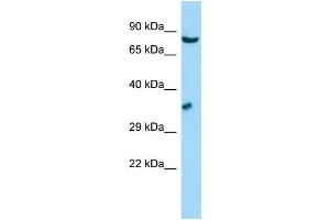 WB Suggested Anti-GSPT1 Antibody Titration: 1. (GSPT1 抗体  (N-Term))