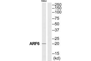 Western Blotting (WB) image for anti-ADP-Ribosylation Factor 6 (ARF6) (Internal Region) antibody (ABIN1850705) (ARF6 抗体  (Internal Region))