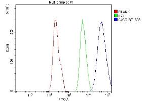 Flow Cytometry analysis of A549 cells using anti-Caveolin-2 antibody (ABIN3043749). (Caveolin 2 抗体  (AA 1-162))