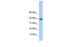 Image no. 1 for anti-Polymerase (RNA) II (DNA Directed) Polypeptide I, 14.5kDa (POLR2I) (AA 38-87) antibody (ABIN6737775)