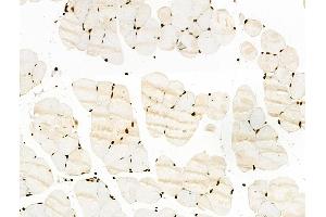 ABIN7093264 and ABIN7097283 at 1/100 staining Mouse muscle tissue by IHC-P. (RUNX1 抗体  (pSer435))
