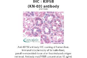 Image no. 1 for anti-Kinesin Family Member 5B (KIF5B) antibody (ABIN1724174)