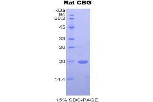 SDS-PAGE (SDS) image for serpin Peptidase Inhibitor, Clade A (Alpha-1 Antiproteinase, Antitrypsin), Member 6 (SERPINA6) ELISA Kit (ABIN6730988)