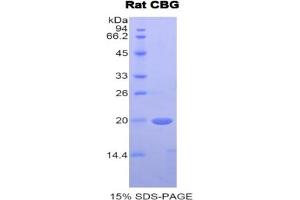 SDS-PAGE of Protein Standard from the Kit  (Highly purified E. (SERPINA6 ELISA 试剂盒)