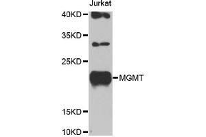 Western blot analysis of extracts of Jurkat cells, using MGMT antibody (ABIN5969984) at 1/1000 dilution. (MGMT 抗体)