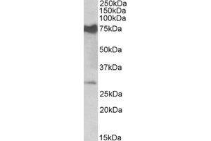 Western Blotting (WB) image for anti-Nicotinamide Nucleotide Adenylyltransferase 3 (NMNAT3) (Internal Region) antibody (ABIN2464444) (NMNAT3 抗体  (Internal Region))